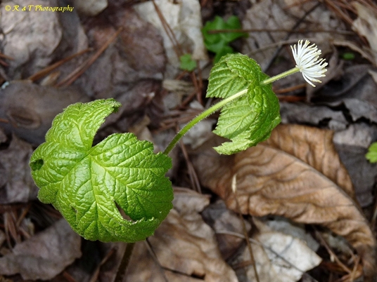 {Hydrastis canadensis}